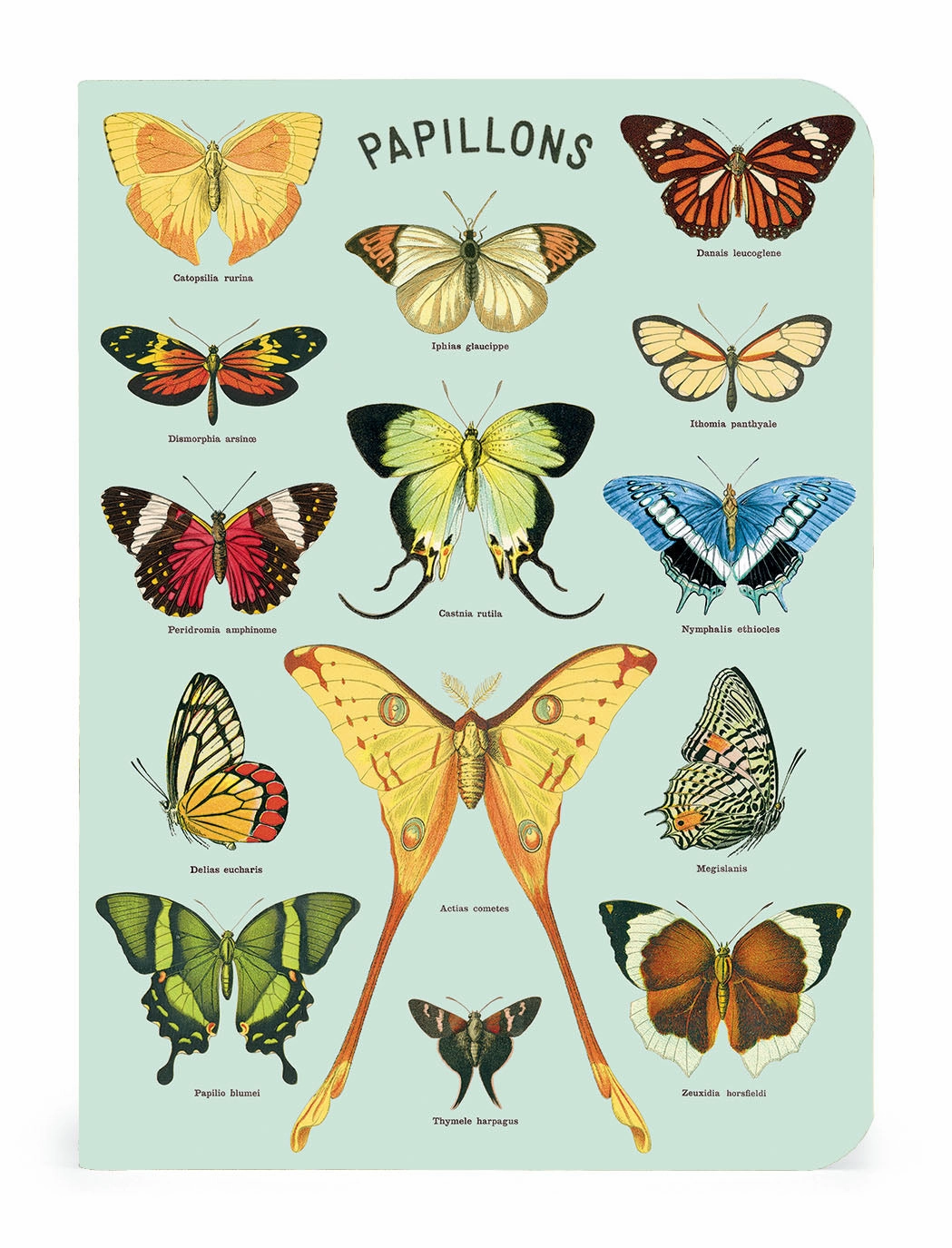 portable Cavallini & Co. Butterflies Mini Notebook Set