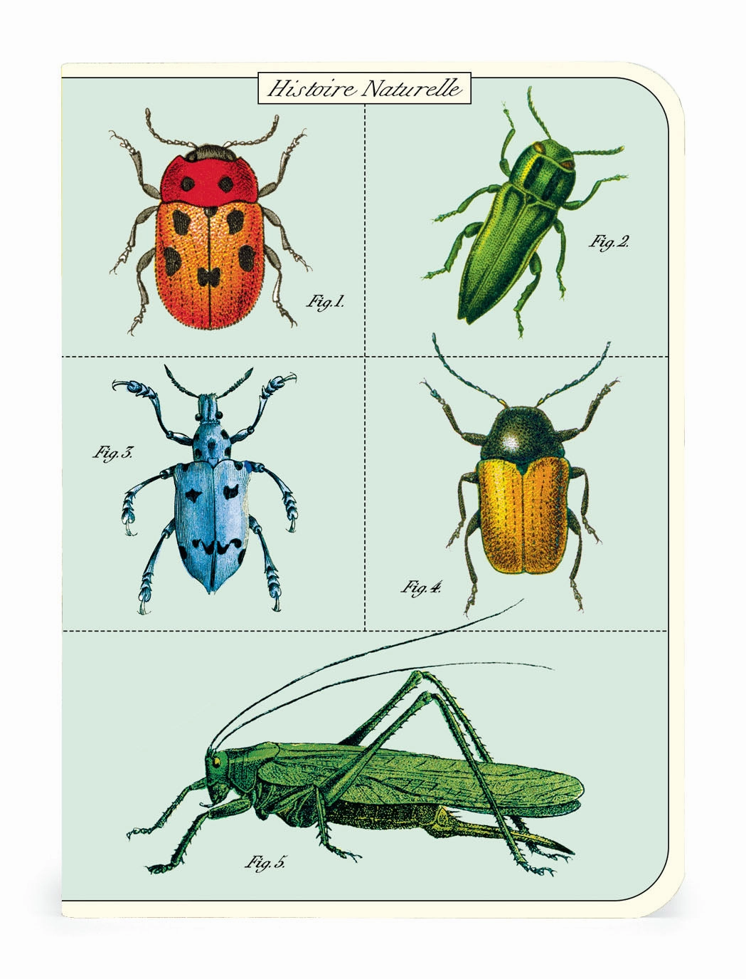 Cavallini & Co. Bugs & Insects Mini Notebook Set deluxe washable