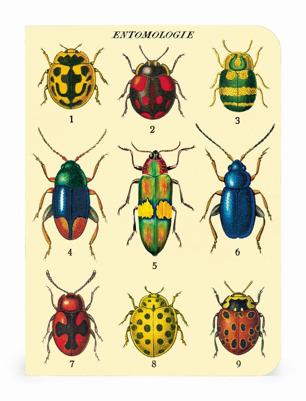 narrow metallic Cavallini & Co. Bugs & Insects Mini Notebook Set
