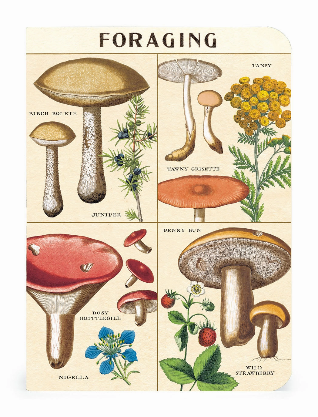 Cavallini & Co. Foraging Mini Notebook Set musthave vegan