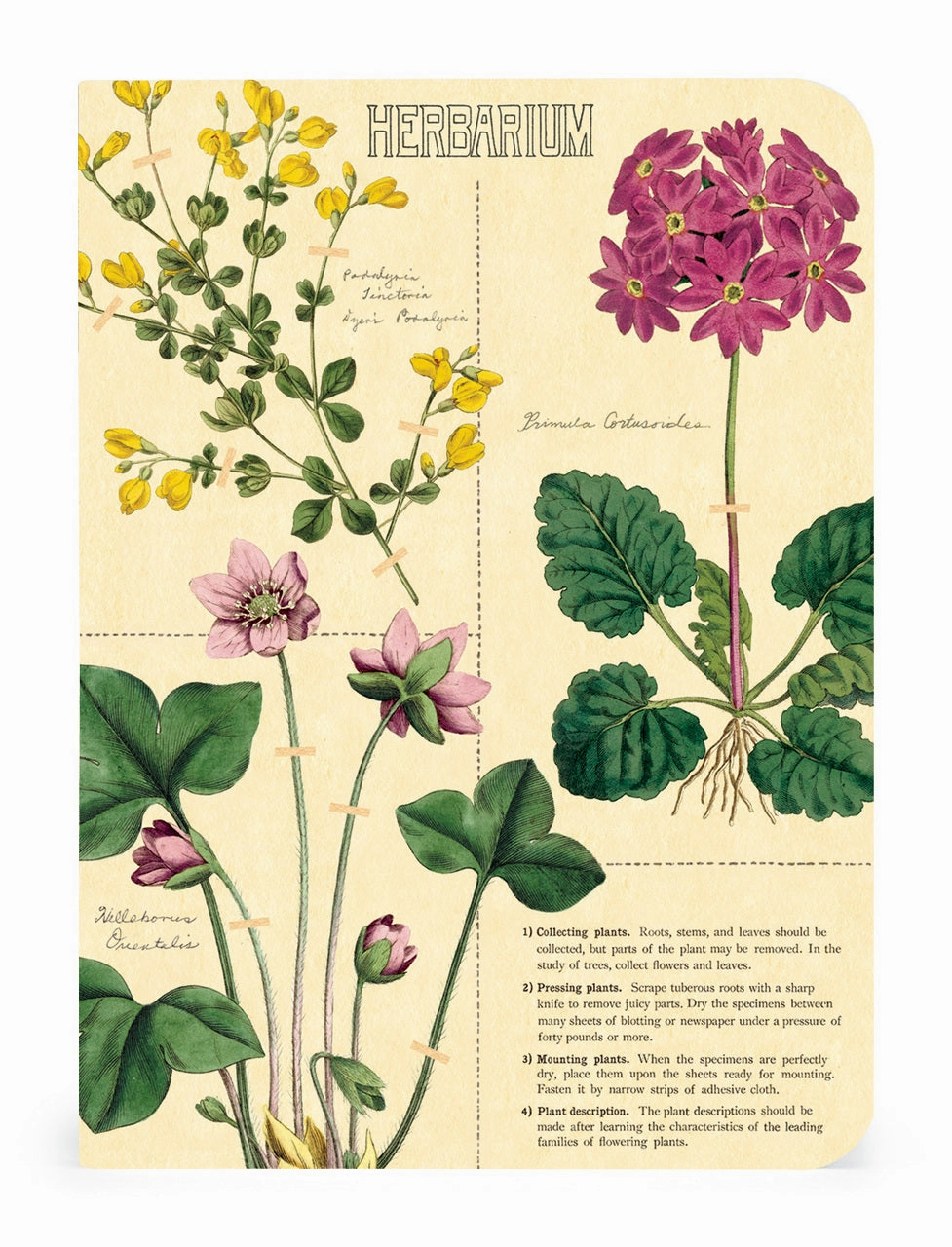 versatile square Cavallini & Co. Herbarium Mini Notebook Set