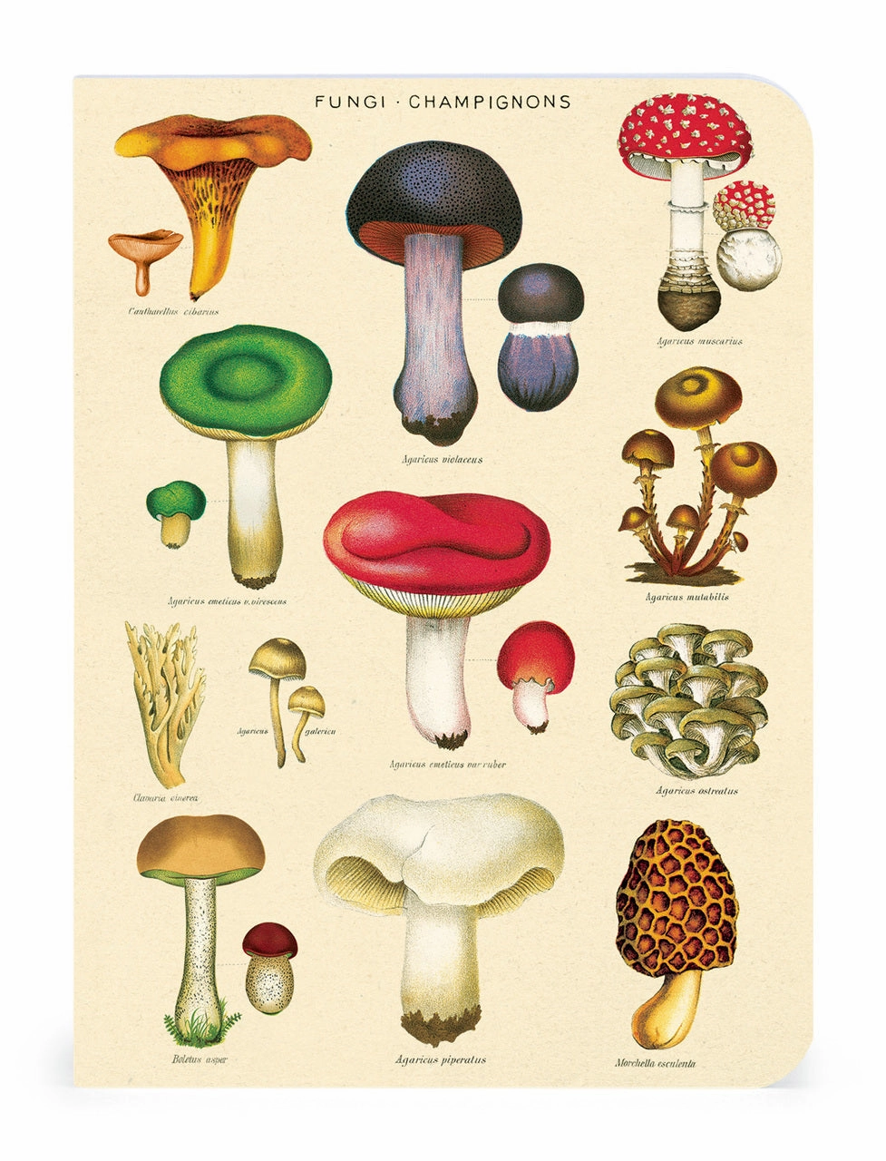 Cavallini & Co. Le Jardin Mini Notebook Set shiny bold