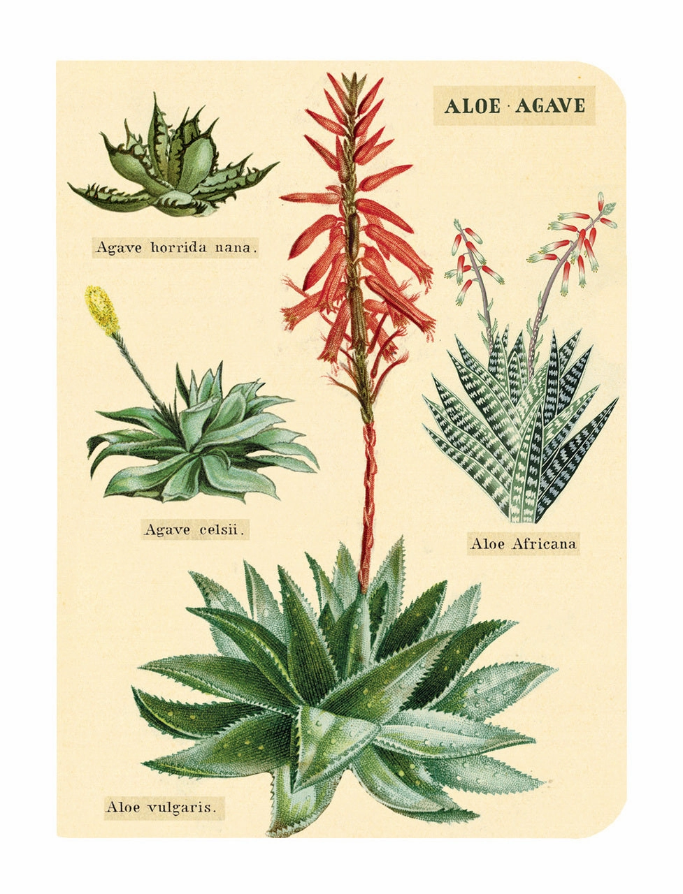 strong lasting Cavallini & Co. Succulents Mini Notebook Set