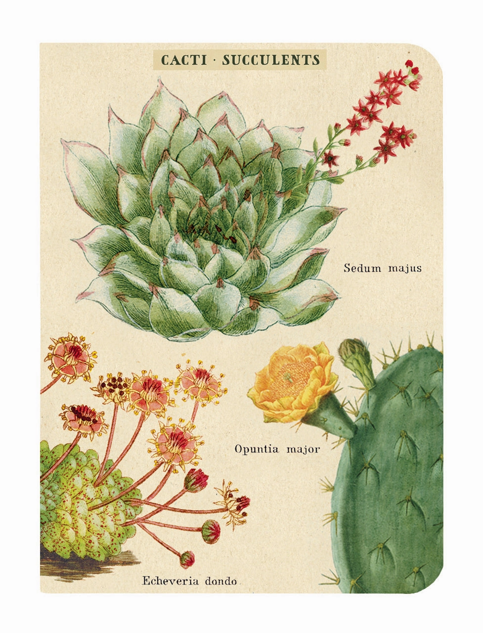 Cavallini & Co. Succulents Mini Notebook Set budget