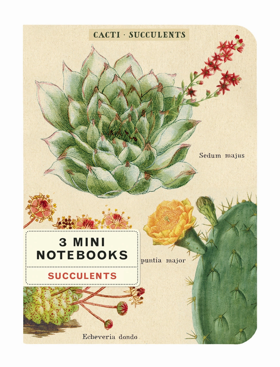 resilient bold Cavallini & Co. Succulents Mini Notebook Set