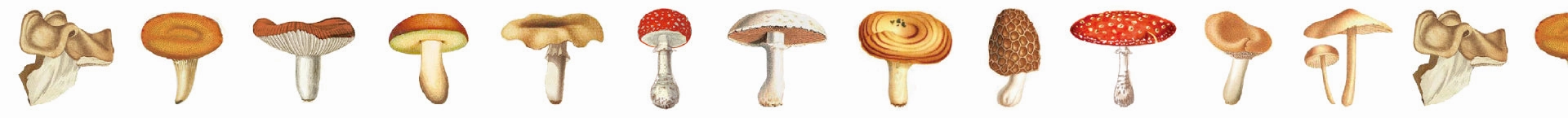 organic Mt Ex Washi Tape - Mushroom