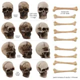 Tim Holtz Idea-Ology - Resin - Skulls And Bones budget vintage