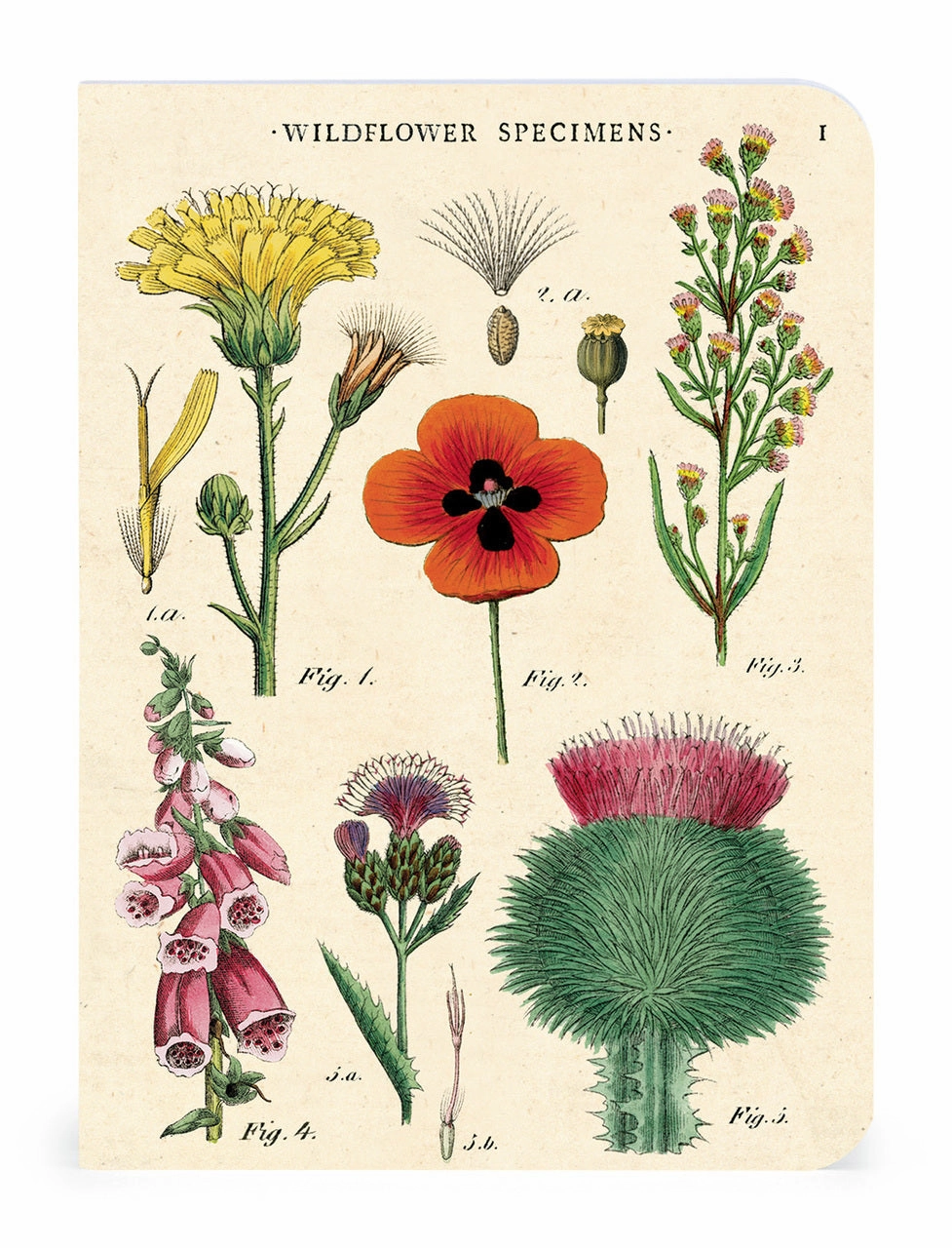 Cavallini & Co. Wildflower Specimens Mini Notebook Set portable