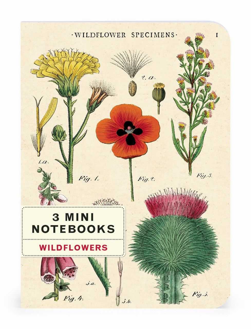Cavallini & Co. Wildflower Specimens Mini Notebook Set bamboo ceramic