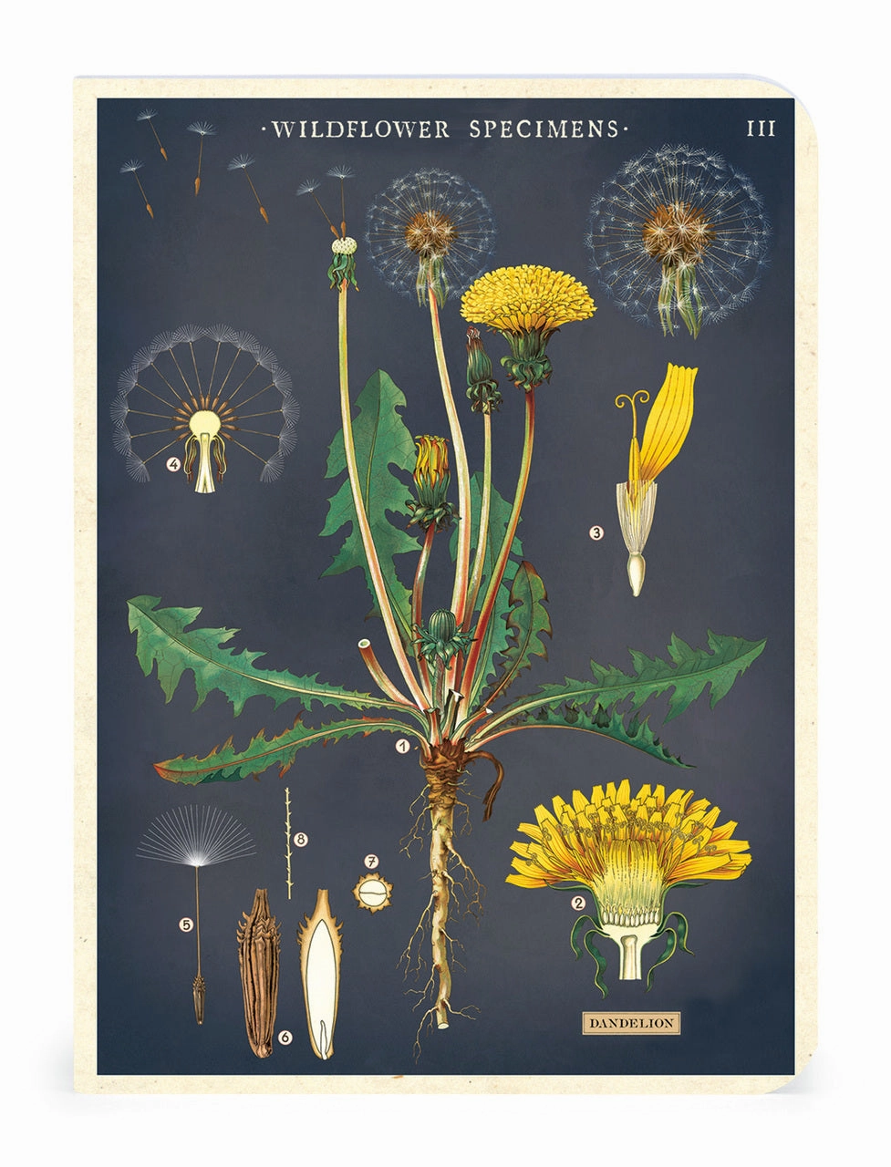 exclusive Cavallini & Co. Wildflower Specimens Mini Notebook Set