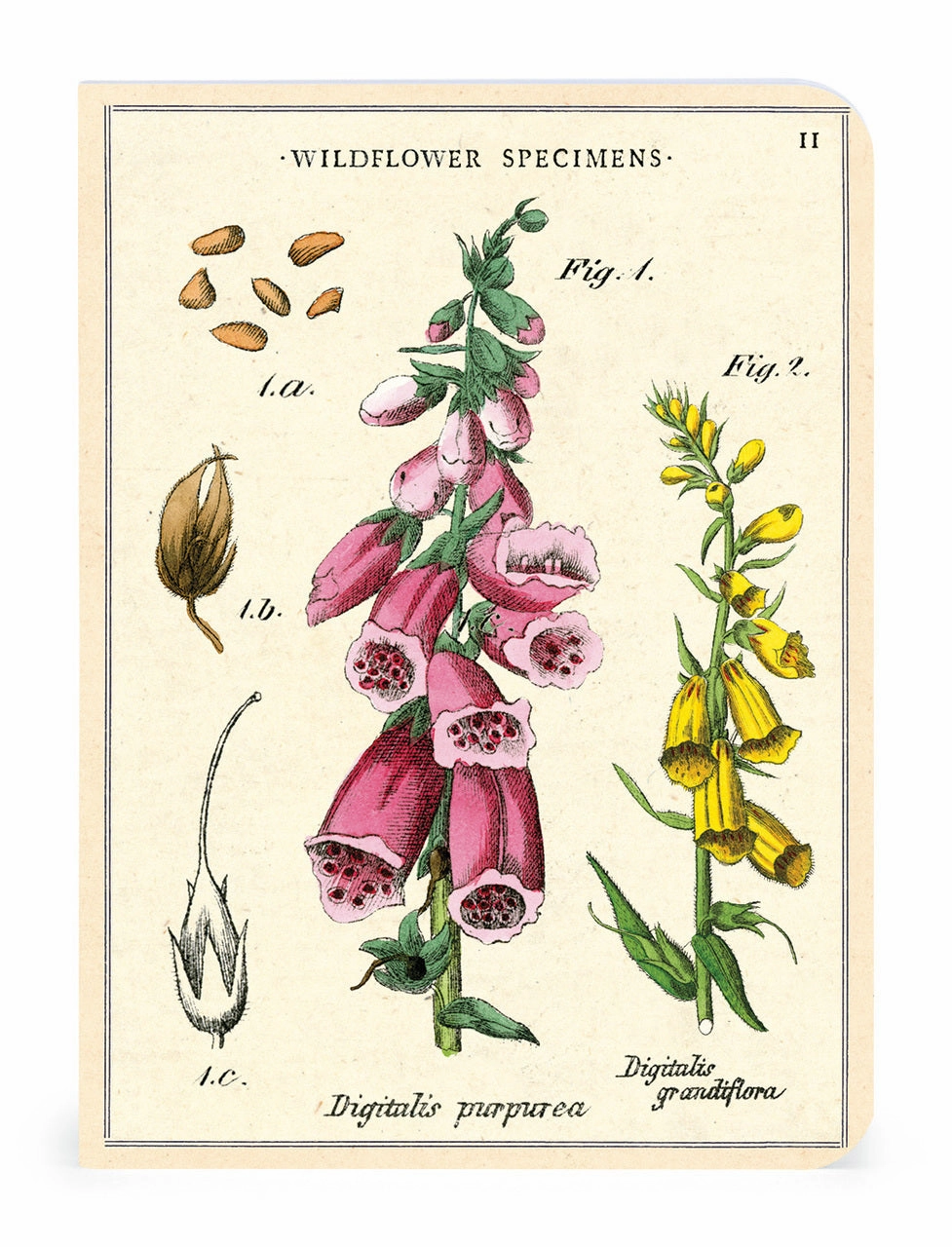 retro shiny Cavallini & Co. Wildflower Specimens Mini Notebook Set