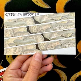 modern Oyster Mushroom Washi Tape