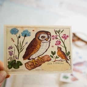 Botanical Owl Bookplate Sticker affordable